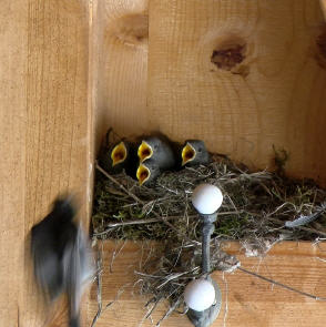 Vater fliegt mit K&auml;fer an