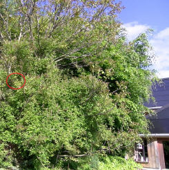 Neunt&ouml;ternest im Heckenrosenstrauch unter dem Wallnussbaum.